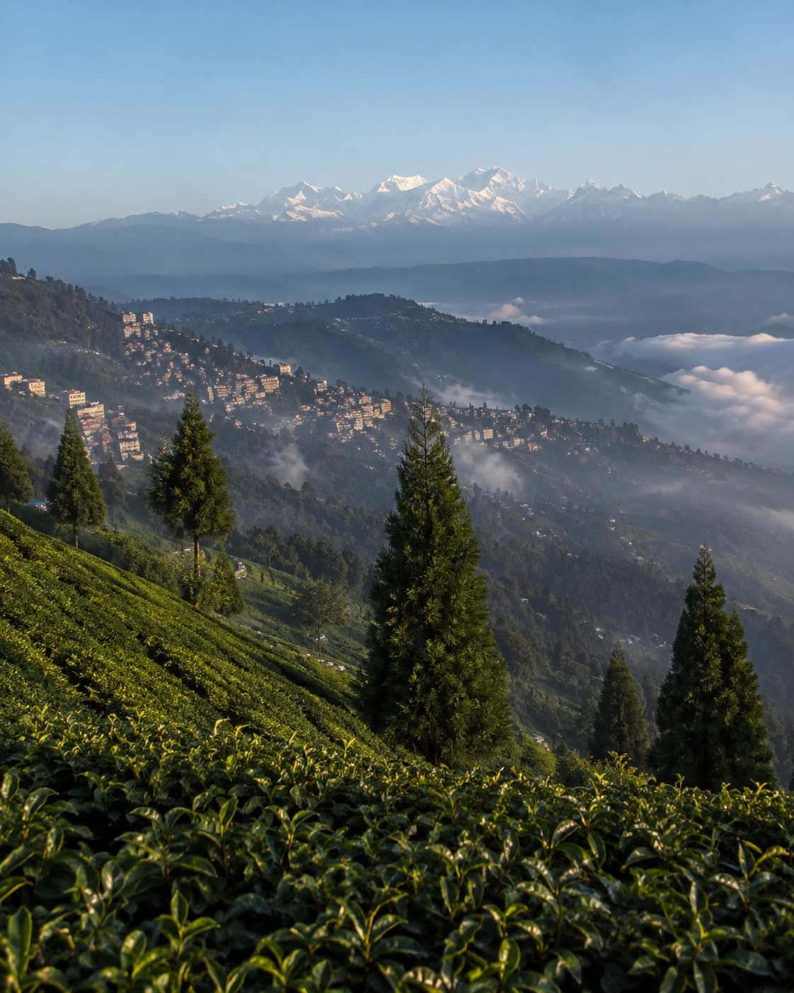 Darjeeling hill town spread across a ridge, tea garden in the foreground, the snow-capped Kanchenjunga range on the horizon.