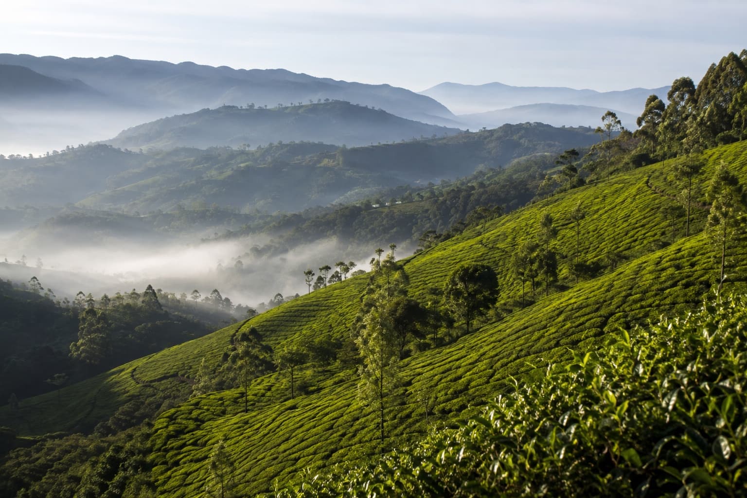 Misty tea plantation hillside in the Nilgiris near Coonoor, with a winding road through the terraced slopes.
